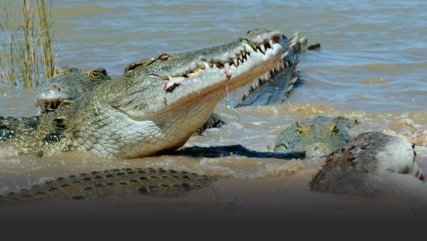 Crocodiles in the water