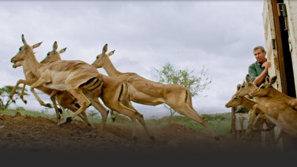 Gazelles escape from an enclosure