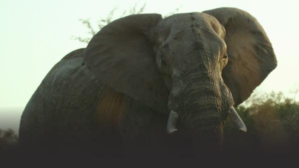 Elephant up close