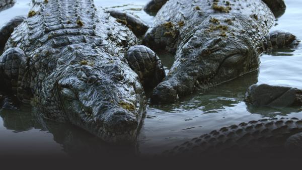 Crocodiles in the water