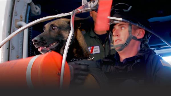 Dog on a helicopter