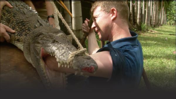 Man sticks entire arm into the mouth of a crocodile