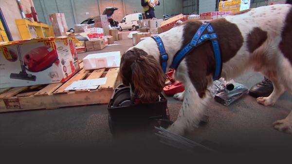 Sniffer Dog Diesel detecting something suspicious. 