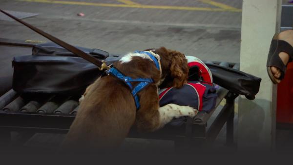 Drug sniffing dug at the airport