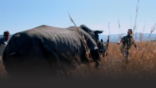 Man running from rhino