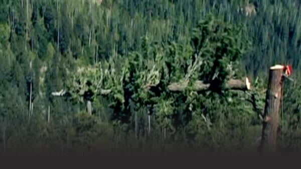 Logger cutting down huge pine tree