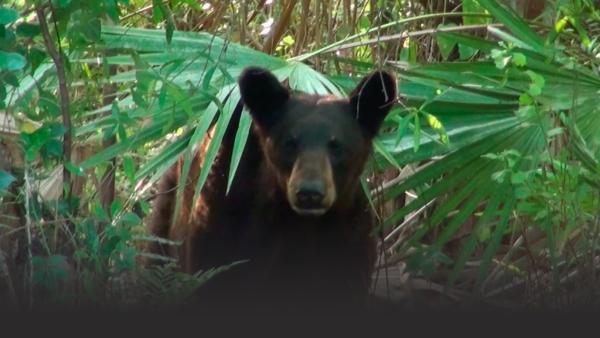 A black bear in a swamp