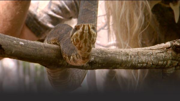 A snake curled around a branch