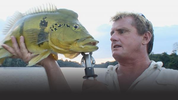 Man inspects large peacock bass out of the water