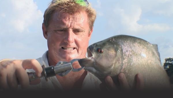 Steve holds a giant black piranha