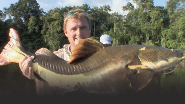 Steve holds up a large red-tailed catfish