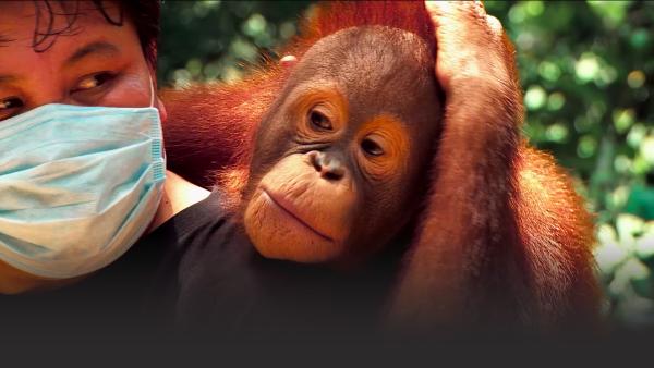 Man with orangutang on his back