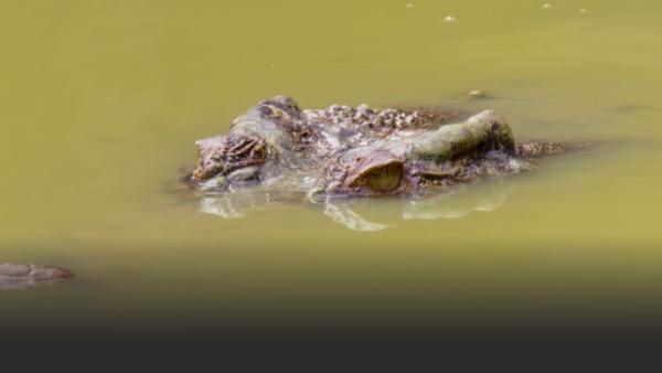 A full grown crocodile preys on villager children along the Rayu.