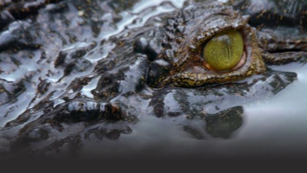 Close up of crocodile