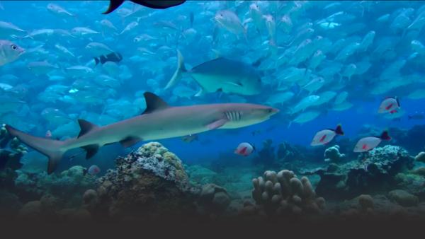 Shark amid a school of fish