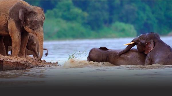 Elephants in a river