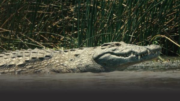 A huge crocodile on a river bank