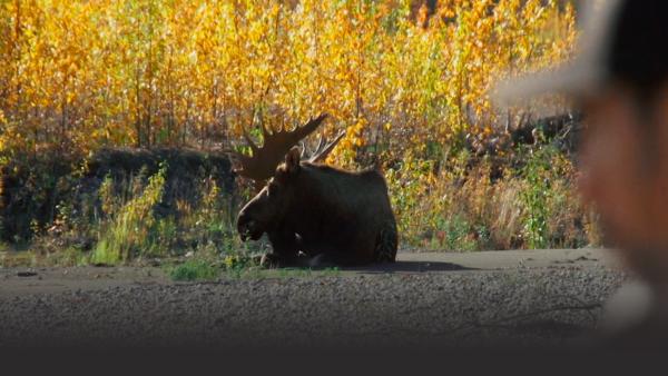 A big bull moose