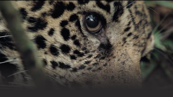 Close up of a jaguar
