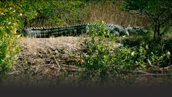 A huge crocodile