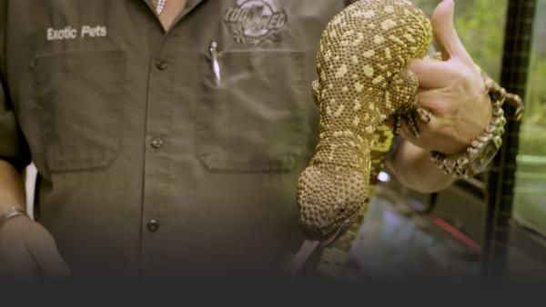 Pet store man with a strange lizard