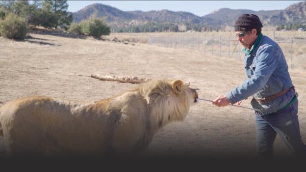 Man feeding lion with a stick