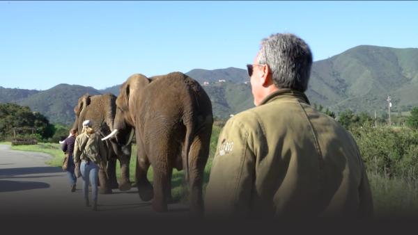 Elephants on a walk