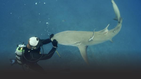 Man petting shark