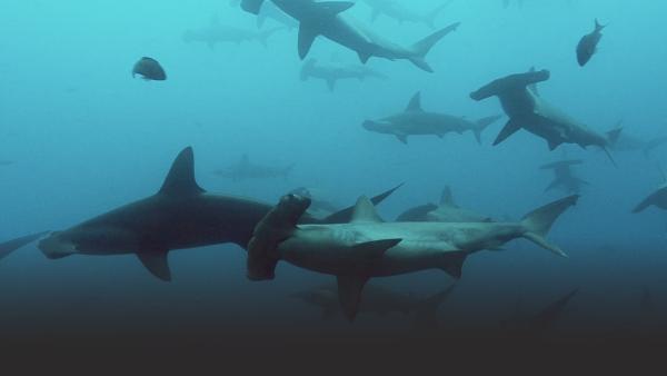 Pack of sharks