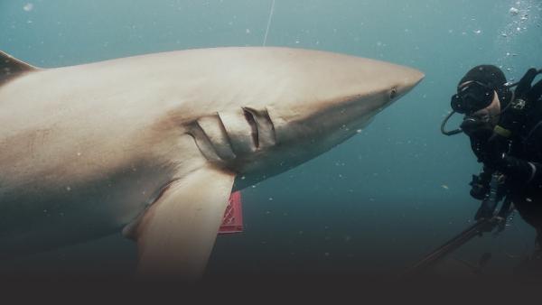 Shark and person encountering each other under water