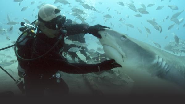 Man petting shark