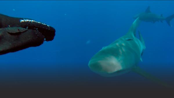 Shark approaches diver