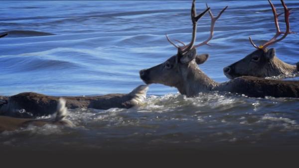 A herd of caribou cross the water.