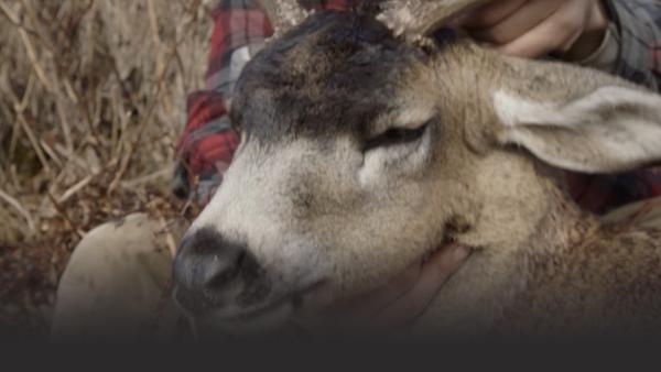 Hand holding a deer head