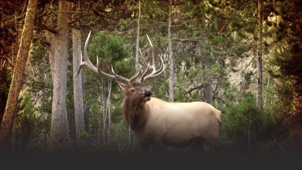 A Colorado Elk