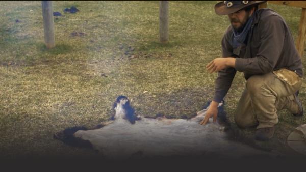 Man crouches over an animal pelt.