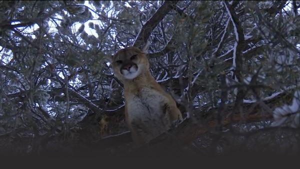 A mountain lion looks down from a tree branch.