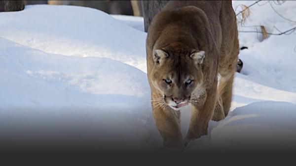 A mountain lion