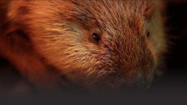 A beaver looks into the camera.