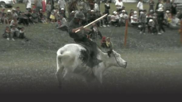 Man on Yak while competing in Mongolian Yak Racing