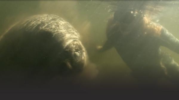 A huge Manatee.