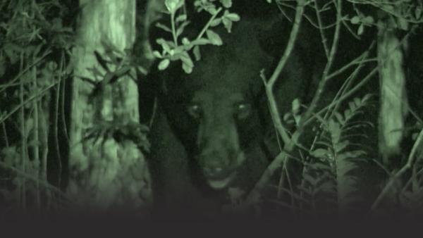 A black bear watches from the bush.