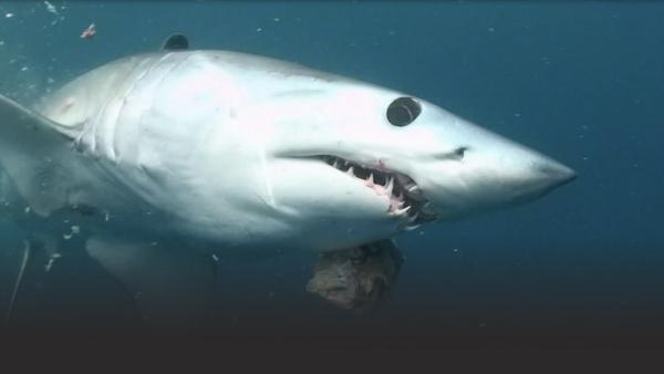 A Mako Shark.