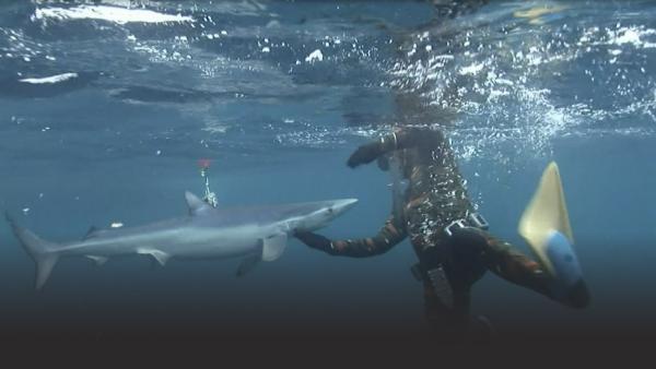 Manny swims with a shark.