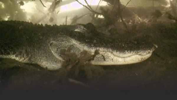 An alligator swims underwater.