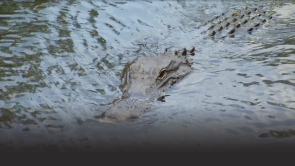 Manny's confession gator.