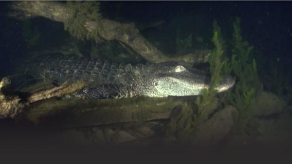 An alligator swimming.