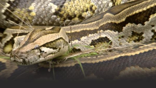 A snake.