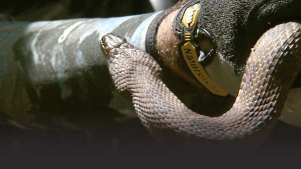 A snake strikes.