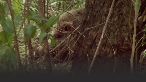 Wild boar behind a tree